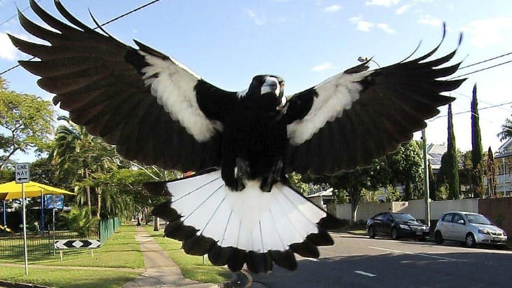 Magpie Madness: Surviving Swooping Season with a Smile